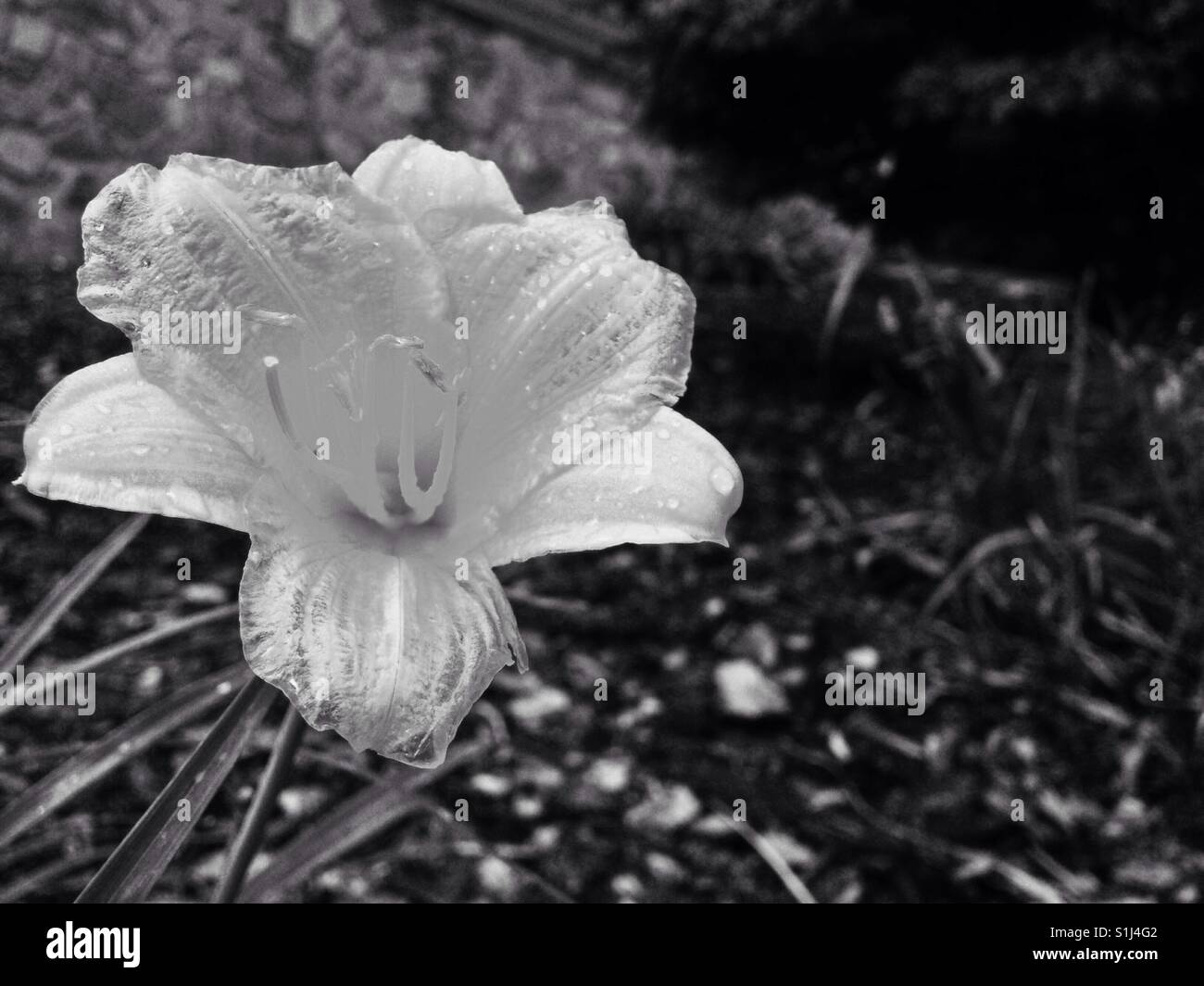 Black and white filter on yellow lily - Smartphone Captured Stock Image