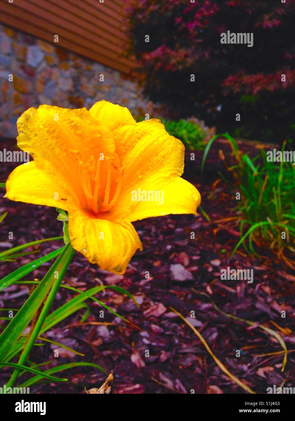 Yellow lily with filter - Smartphone Captured Stock Image