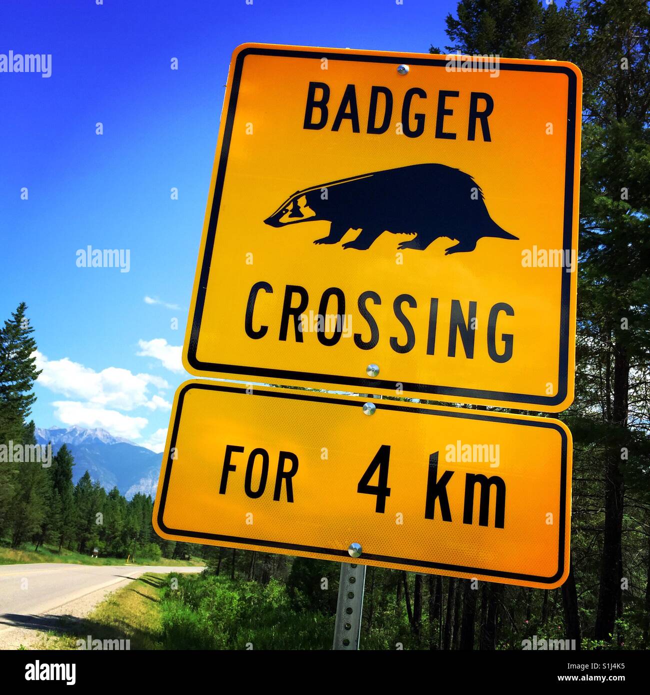 A road sign warning of badgers crossing the highway Stock Photo Alamy