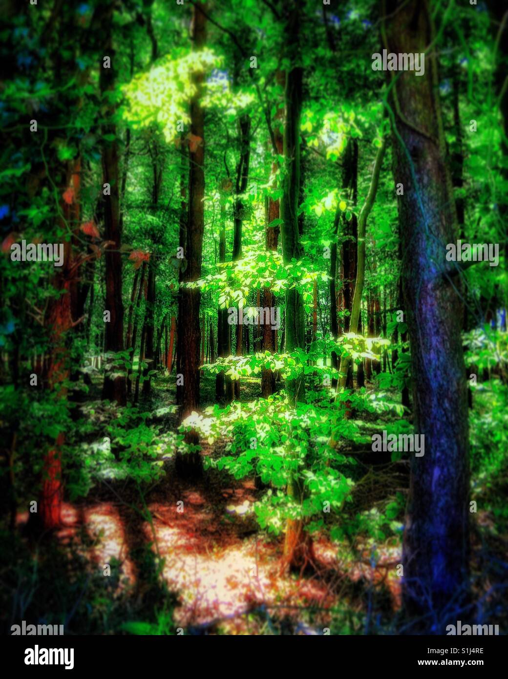 The enchanted forest. - Smartphone Captured Stock Image The enchanted forest. - Smartphone Captured Stock Image