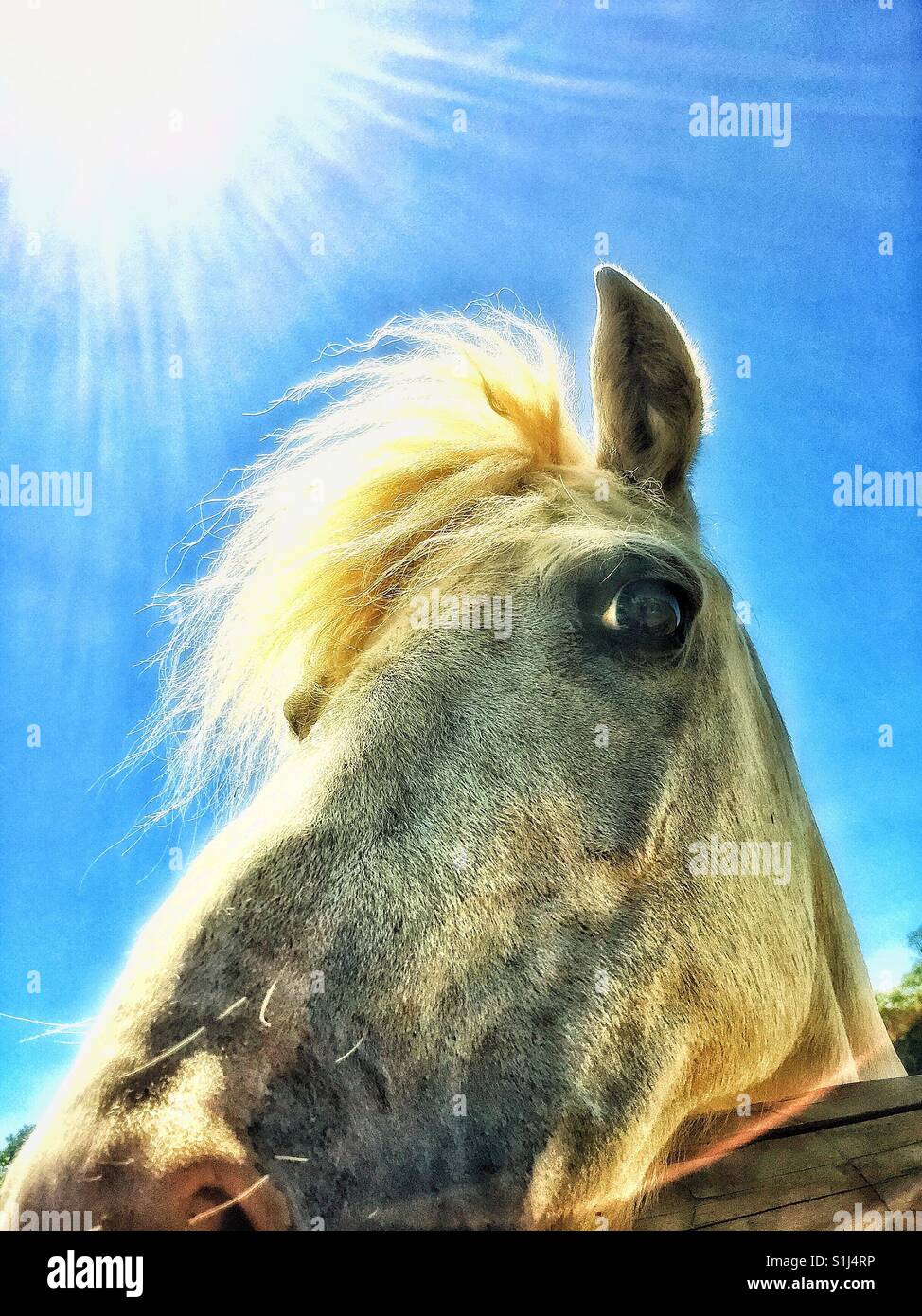 The White Horse. - Smartphone Captured Stock Image