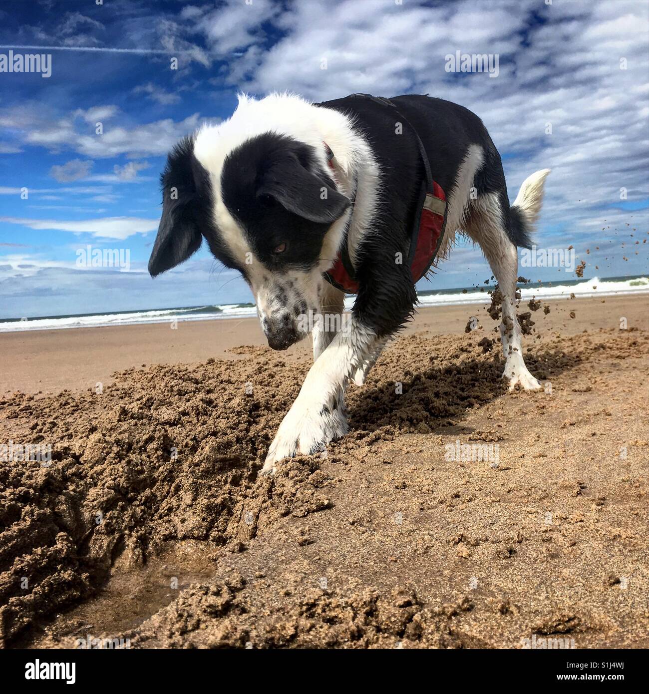 Collie cross dog digging on the beach Stock Photo