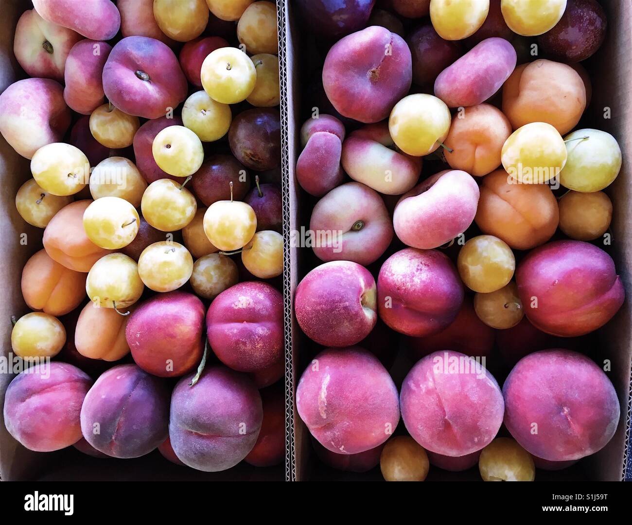 Box of summer fruit - peaches, plums, apricots, nectarines Stock Photo