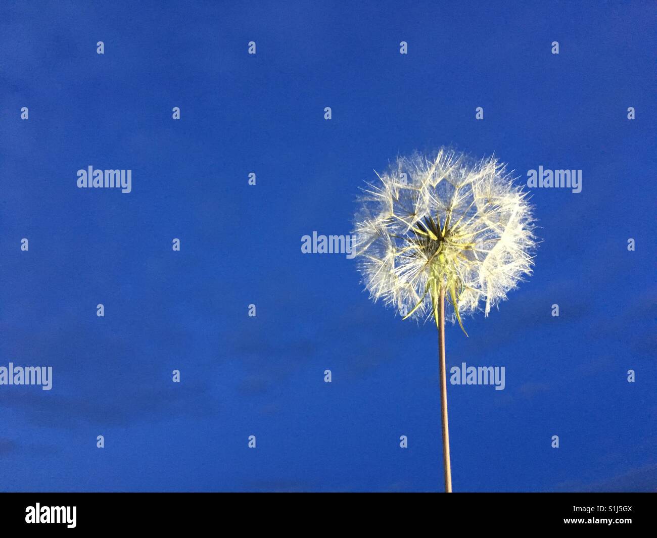 Dandelion clock - Smartphone Captured Stock Image