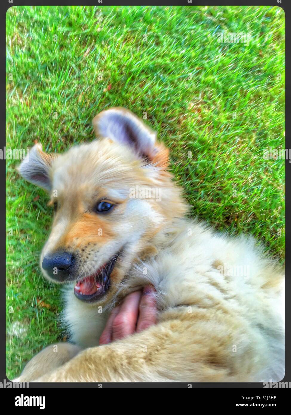 Dog With Woman Playing Rough