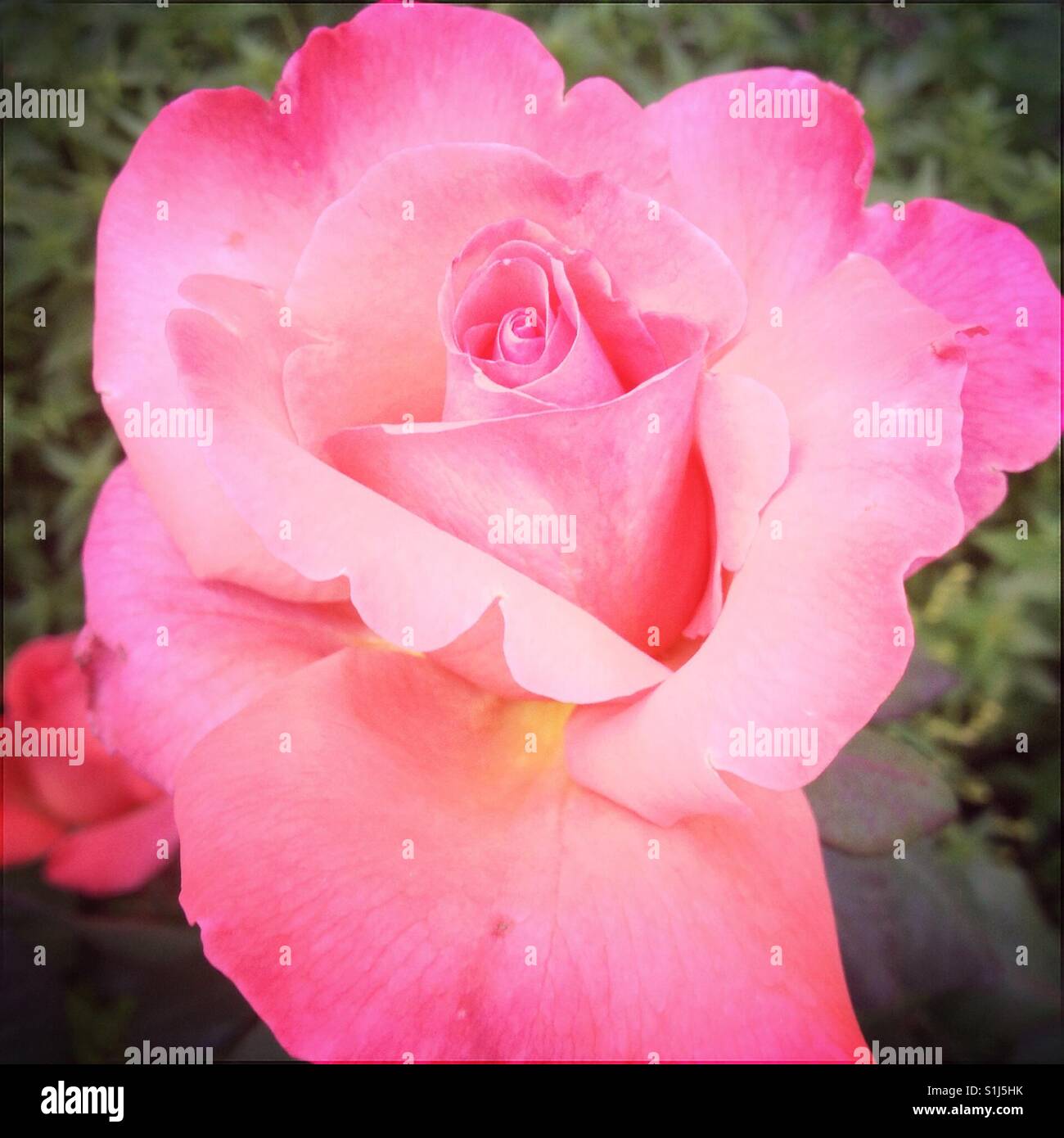 Closeup of a pink flower Stock Photo