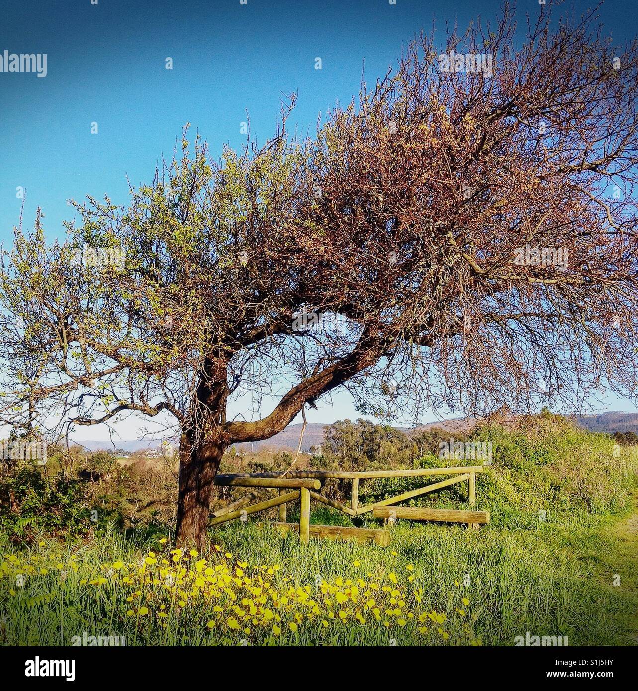 View of a tree in the forest - Smartphone Captured Stock Image