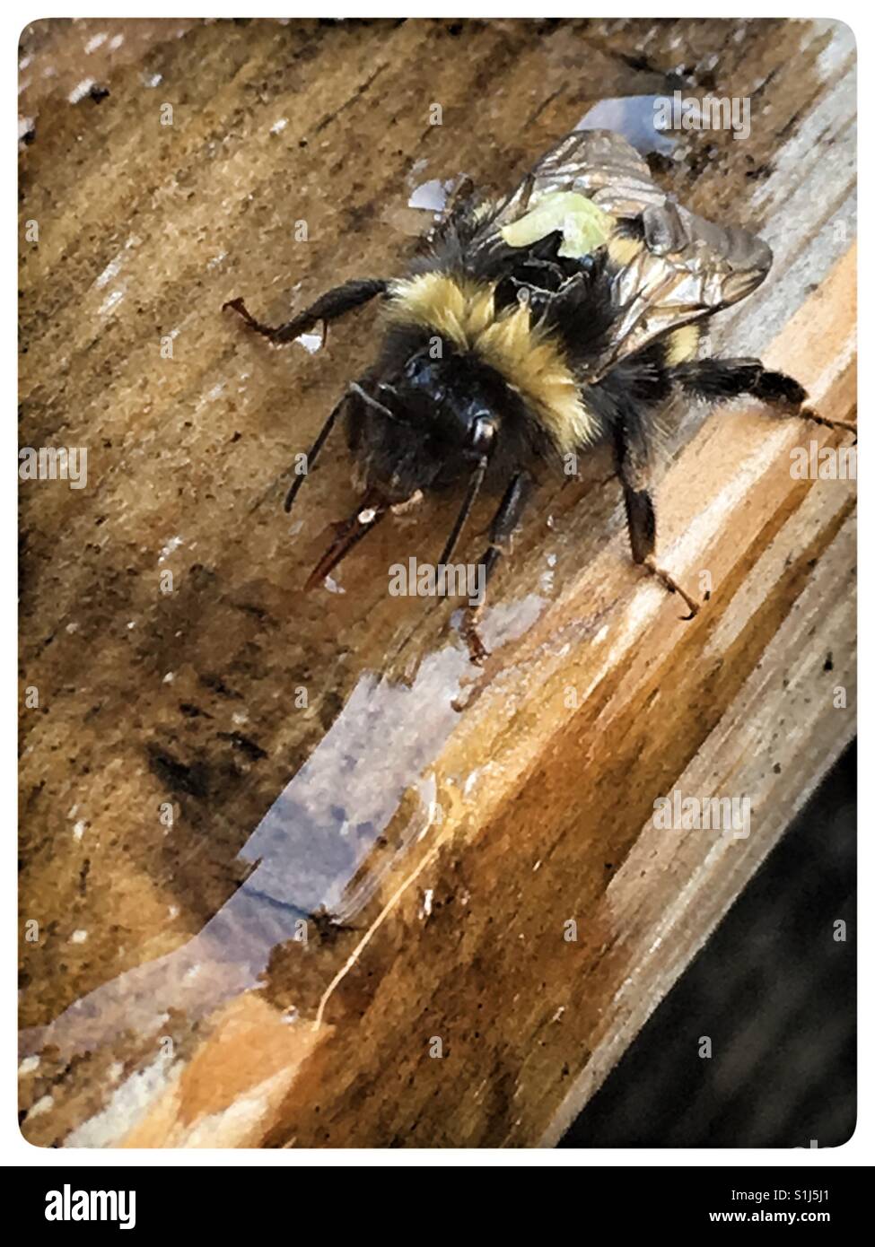 Worker Bee drinking sugar water. Stock Photo
