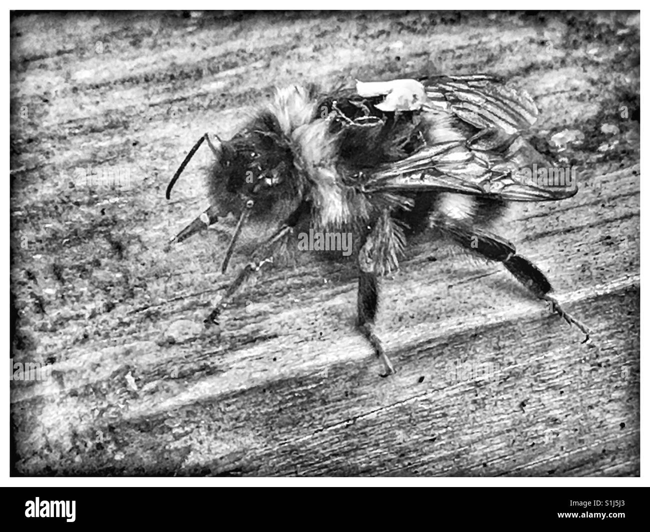 Worker Bee on garden table. Stock Photo
