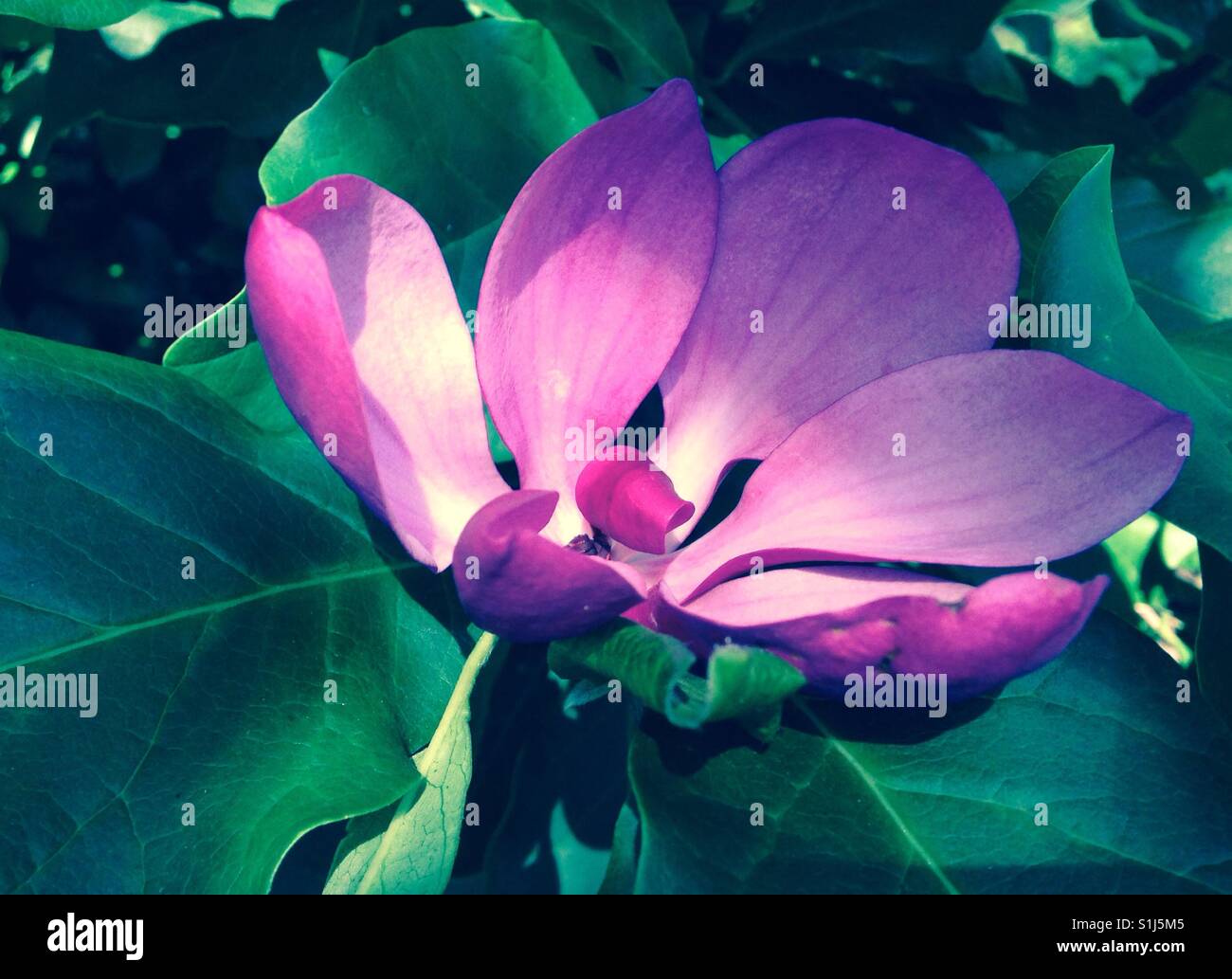 Tulip magnolia in in purple and green, through filter - Smartphone Captured Stock Image