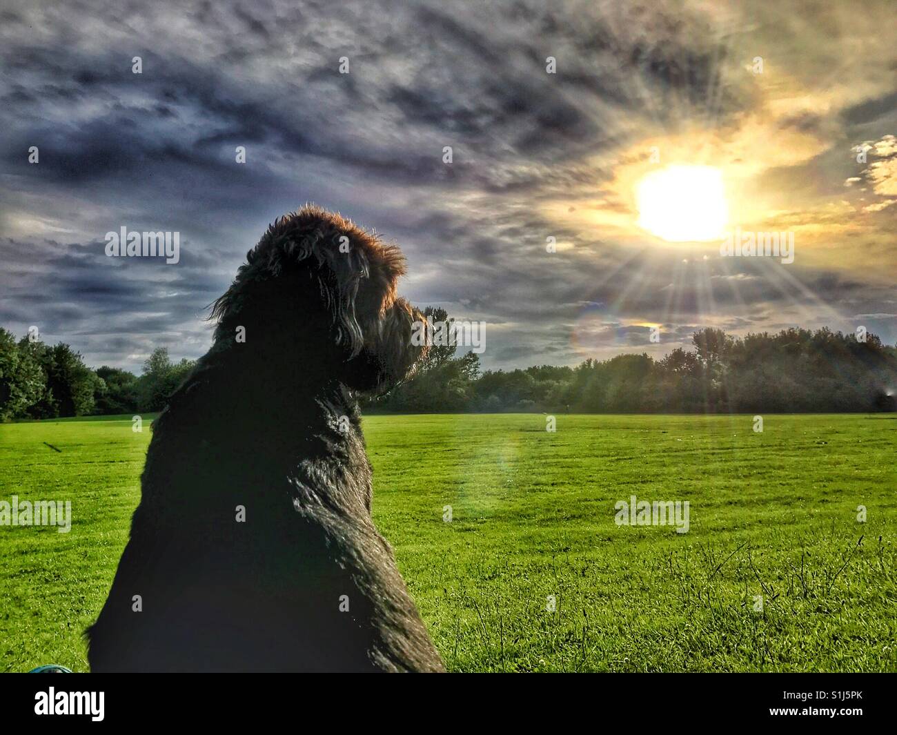 Black Labradoodle dog sitting in a park watching the sun go down - Smartphone Captured Stock Image