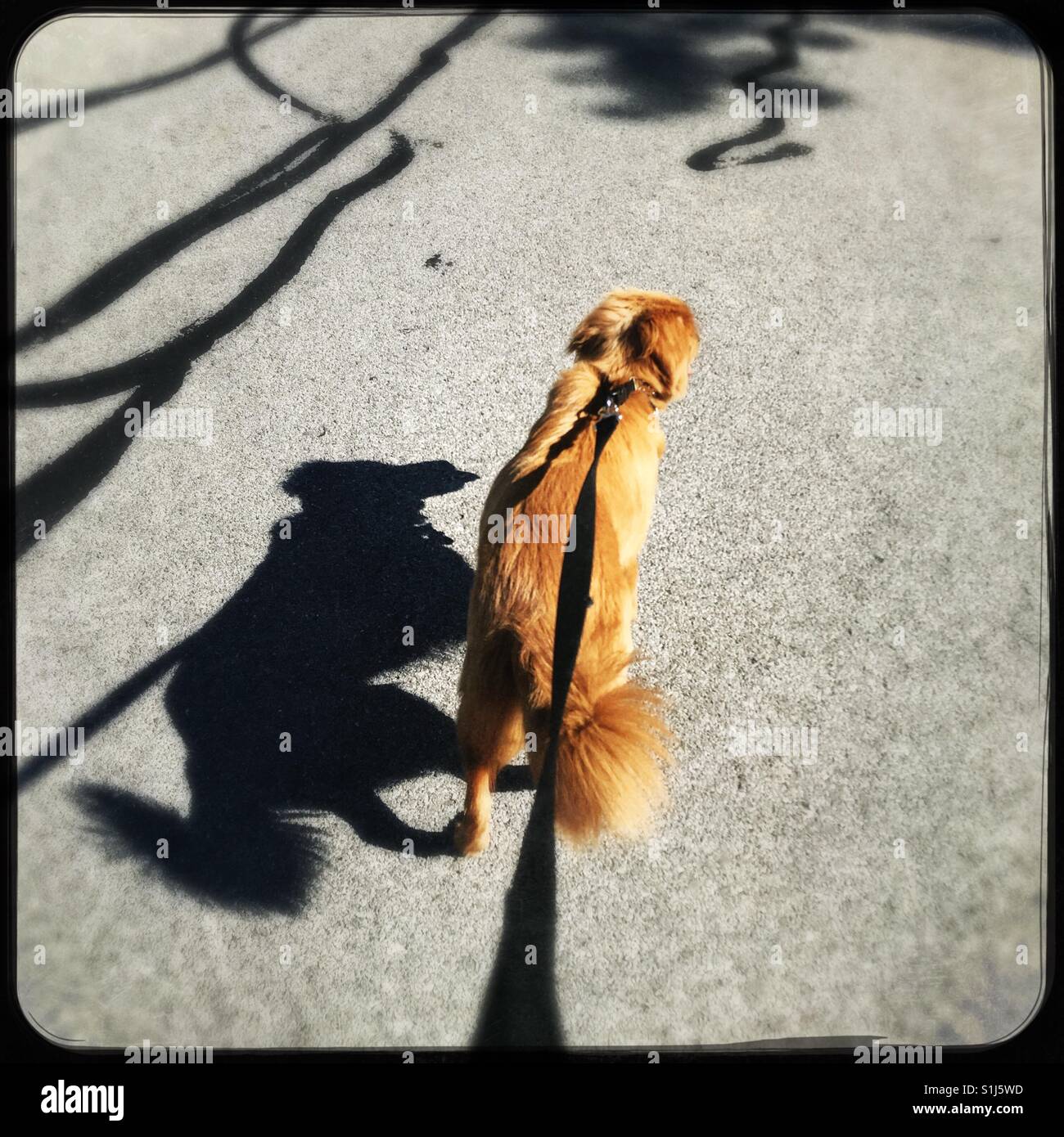 Shadow walker - Smartphone Captured Stock Image