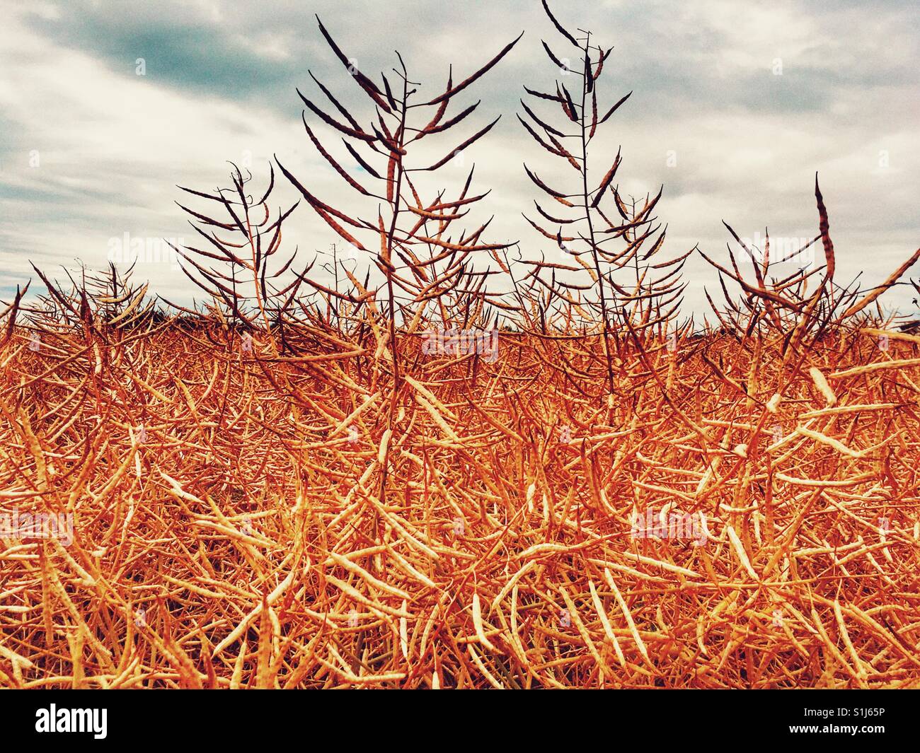 Oil seed rape crop used for biofuel Stock Photo - Alamy