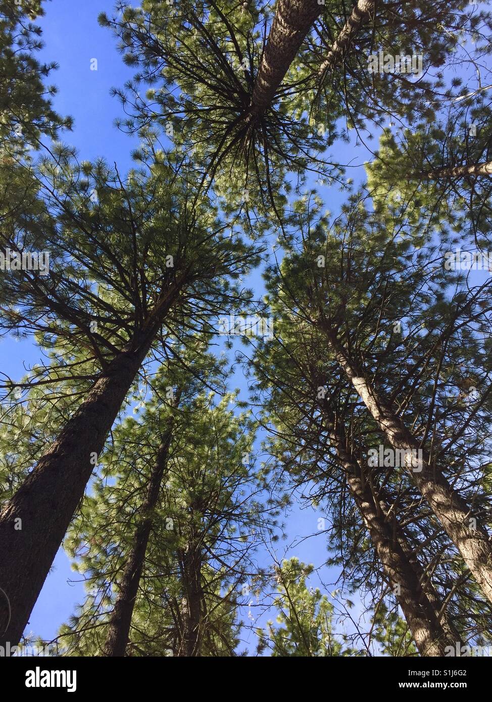Looking up at a cluster of pine trees against a blue sky Stock Photo ...