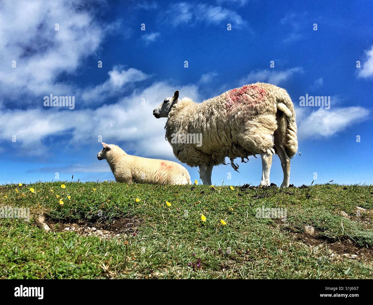 A sheep and it's lamb on a grass bank in Wales - Smartphone Captured Stock Image