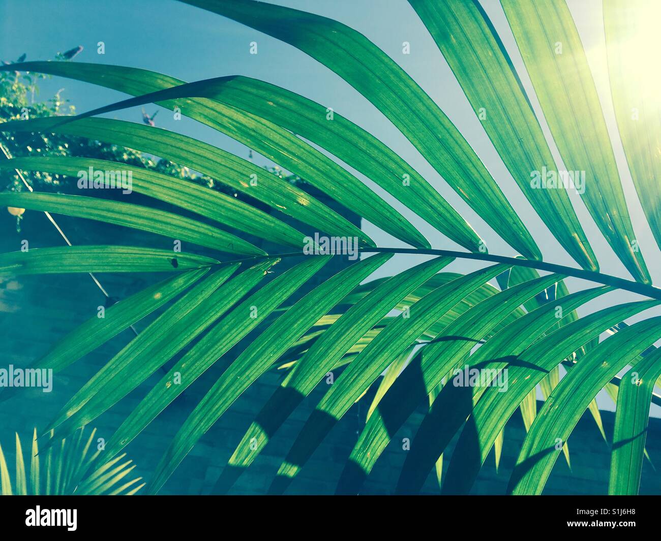 Sunshine through a Palm tree leaf Stock Photo - Alamy