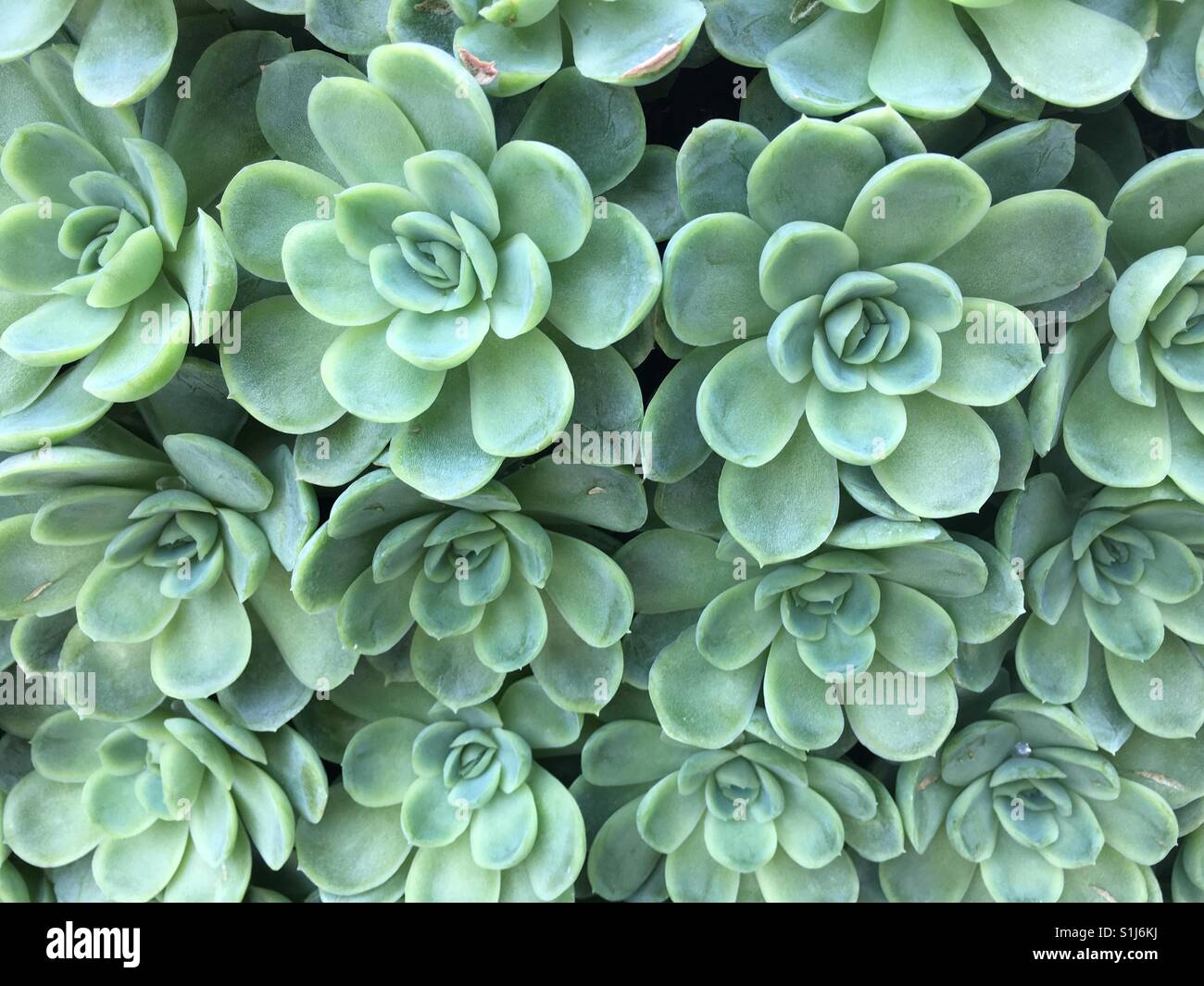 Succulent - Smartphone Captured Stock Image