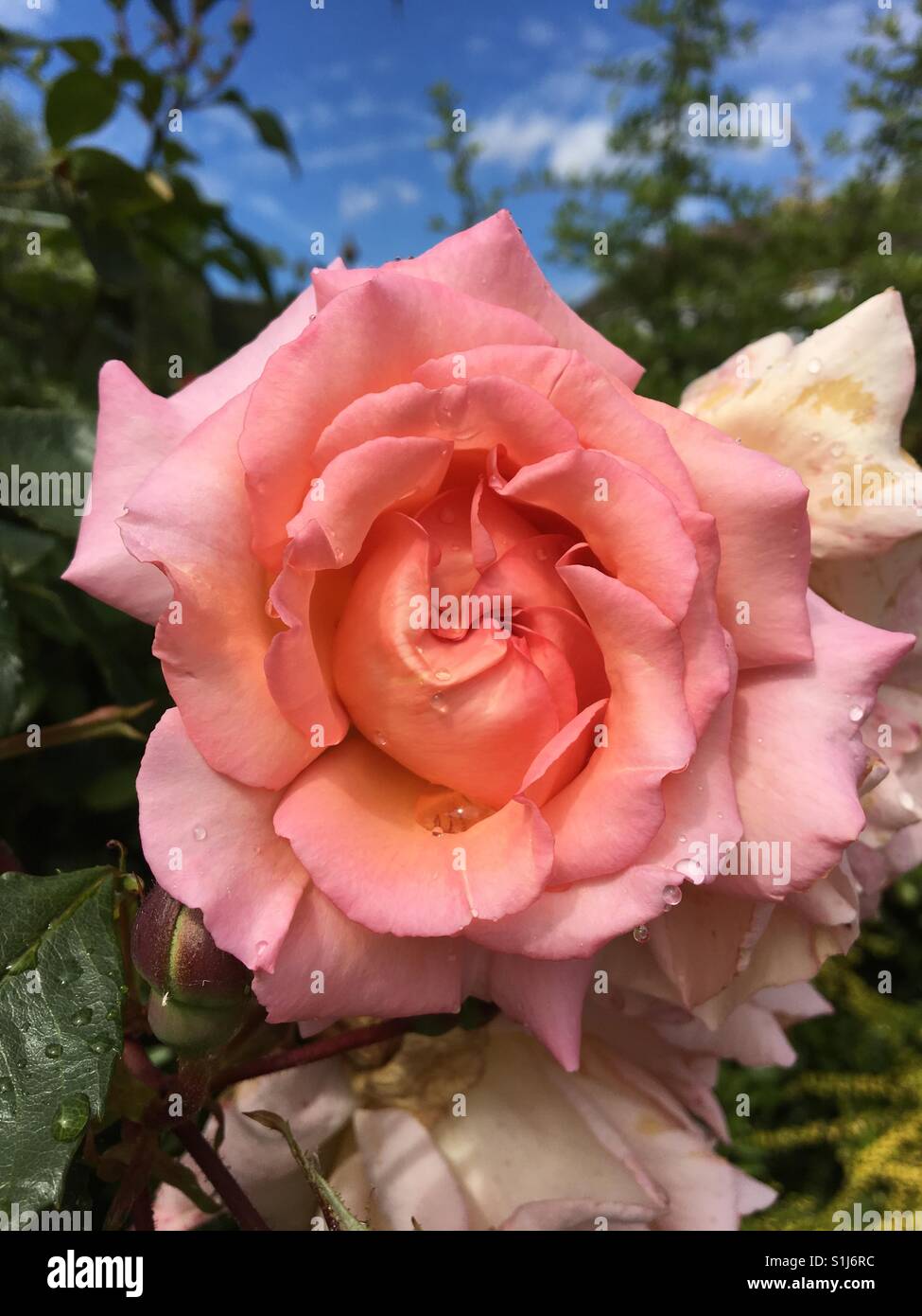 Apricot/pink traditional rose, variety 'Compassion' Stock Photo