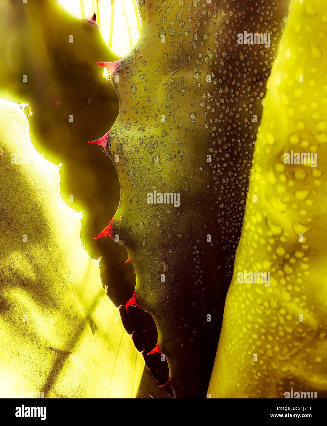 Agave thorns hires stock photography and images Alamy