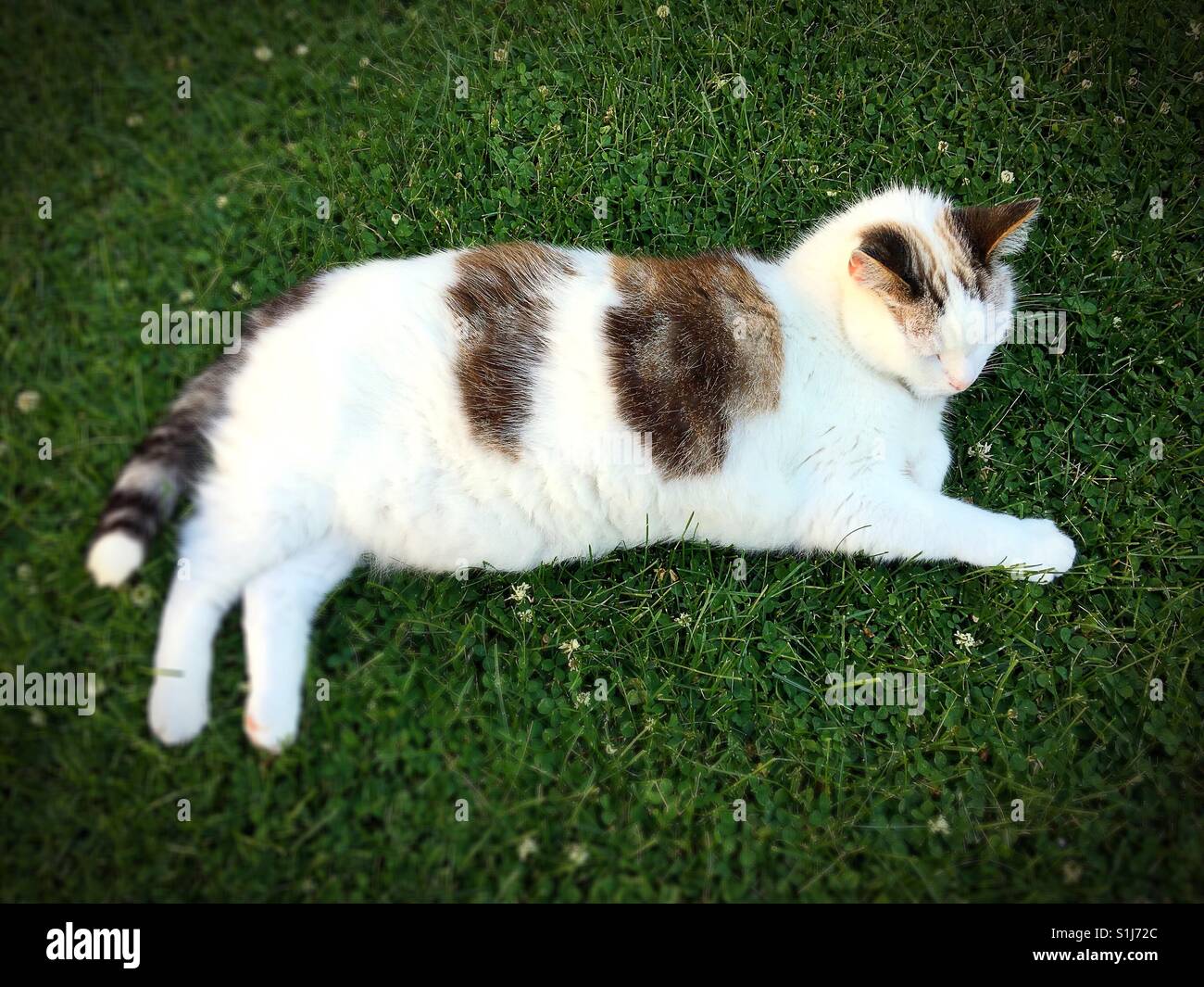 Cat lying grass hi-res stock photography and images - Alamy