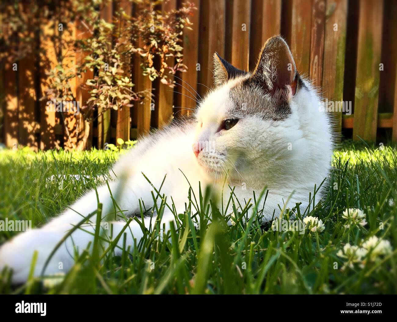 Cat lying grass hi-res stock photography and images - Alamy