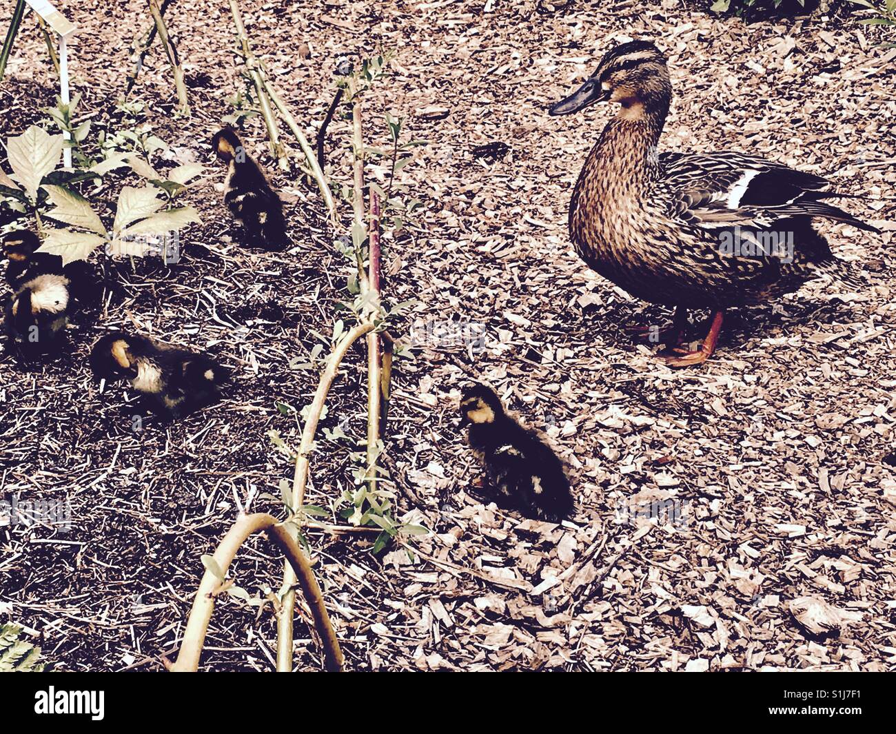 Duck and little chicks - Smartphone Captured Stock Image