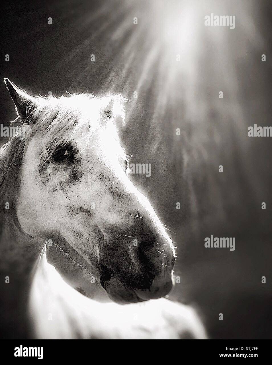 The White Horse - Smartphone Captured Stock Image