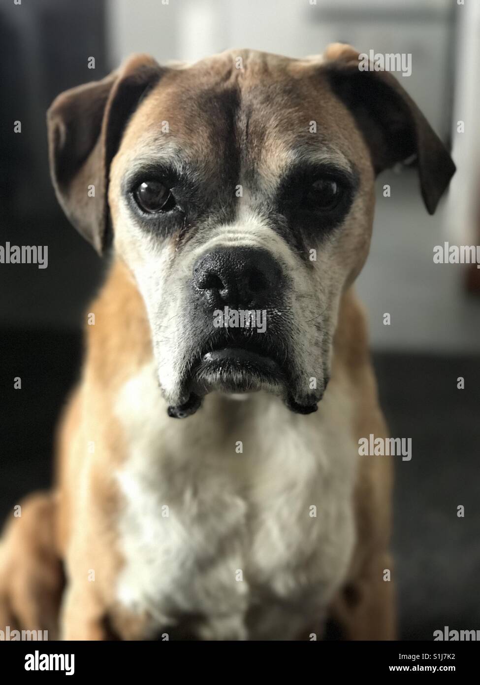 Old sad Boxer dog portrait Stock Photo