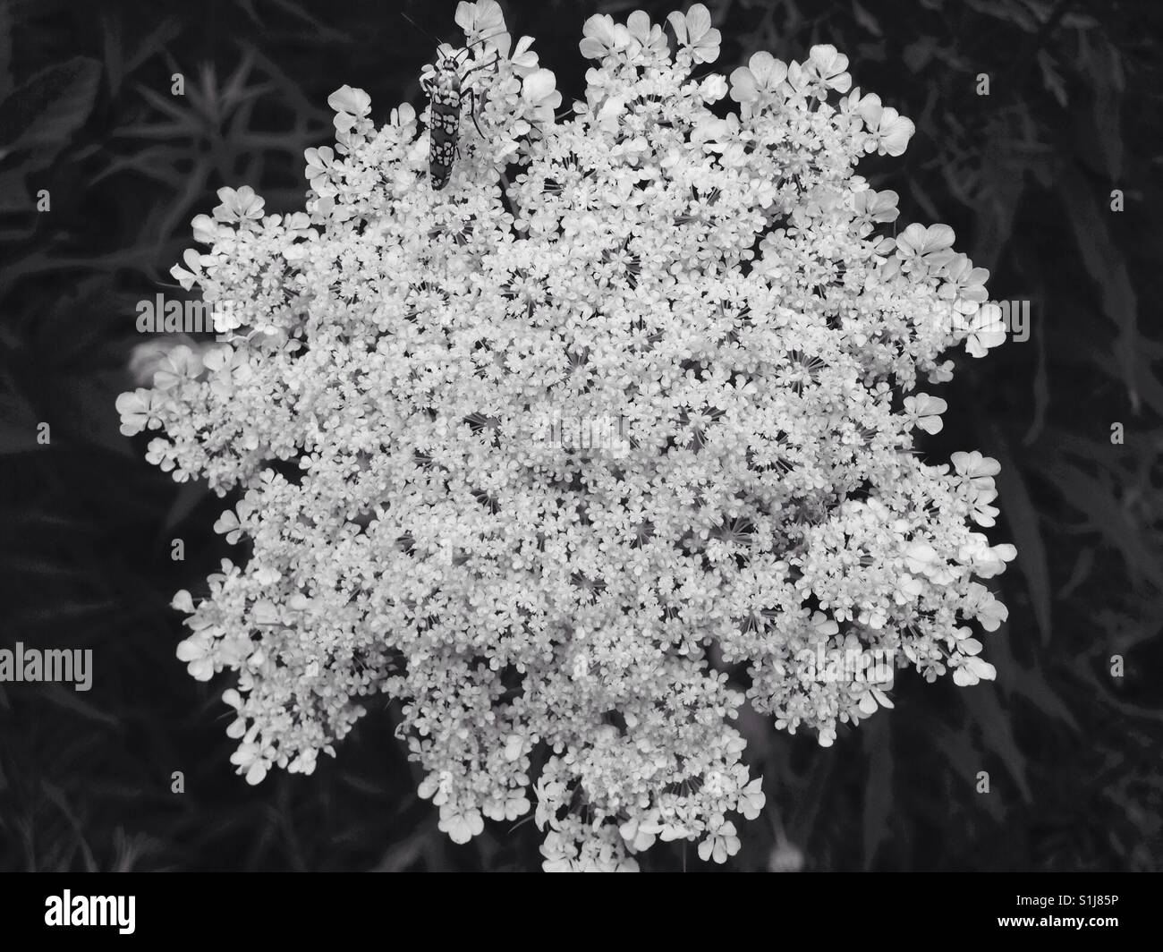 Black and white view of Queen Anne's Lace with insect in NC - Smartphone Captured Stock Image