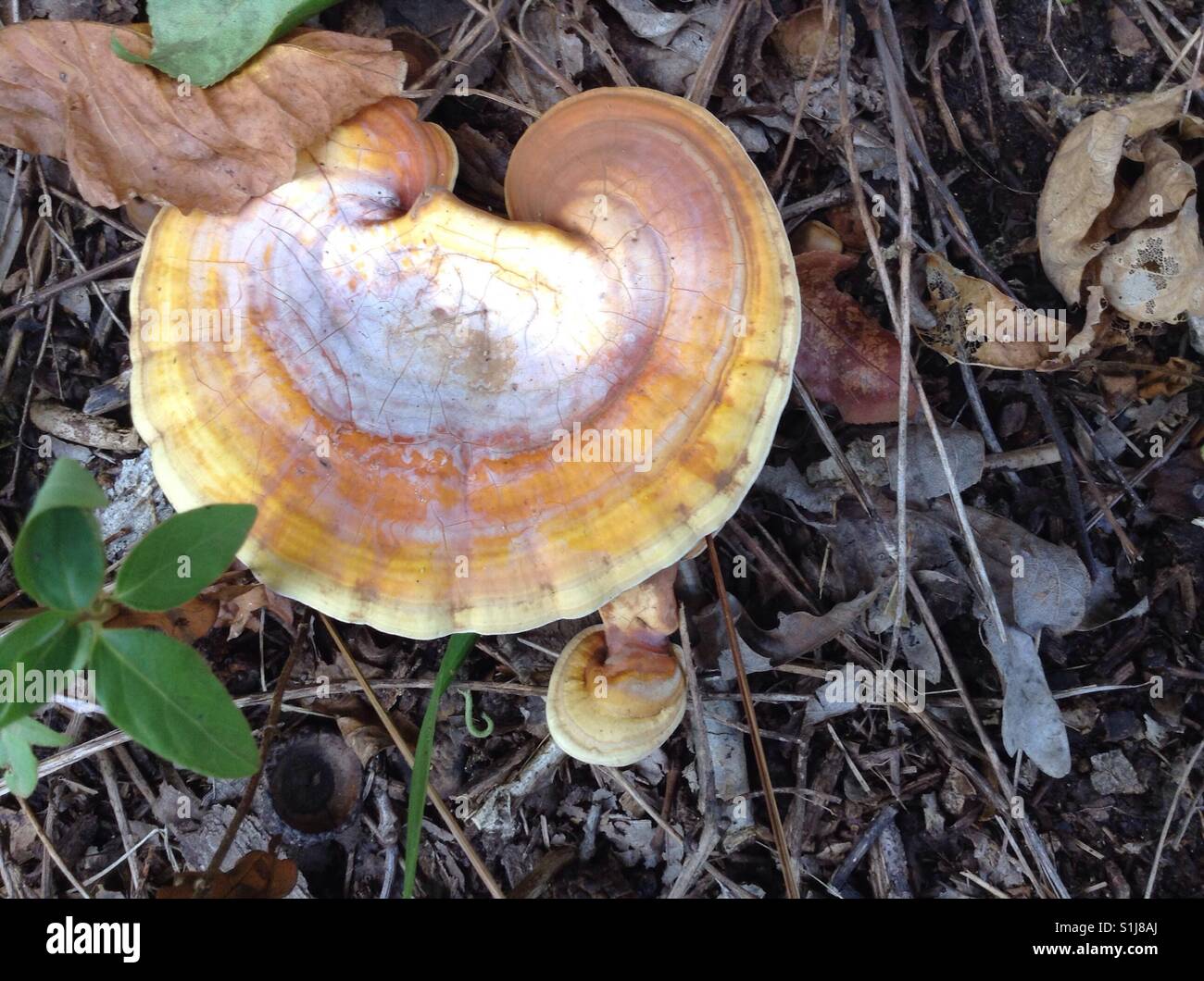 Seashell mushroom in NC woods - Smartphone Captured Stock Image