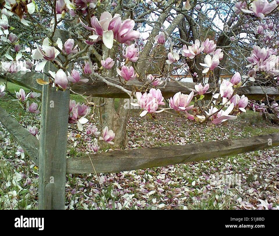 Pink tulip tree blossoms hi-res stock photography and images - Alamy