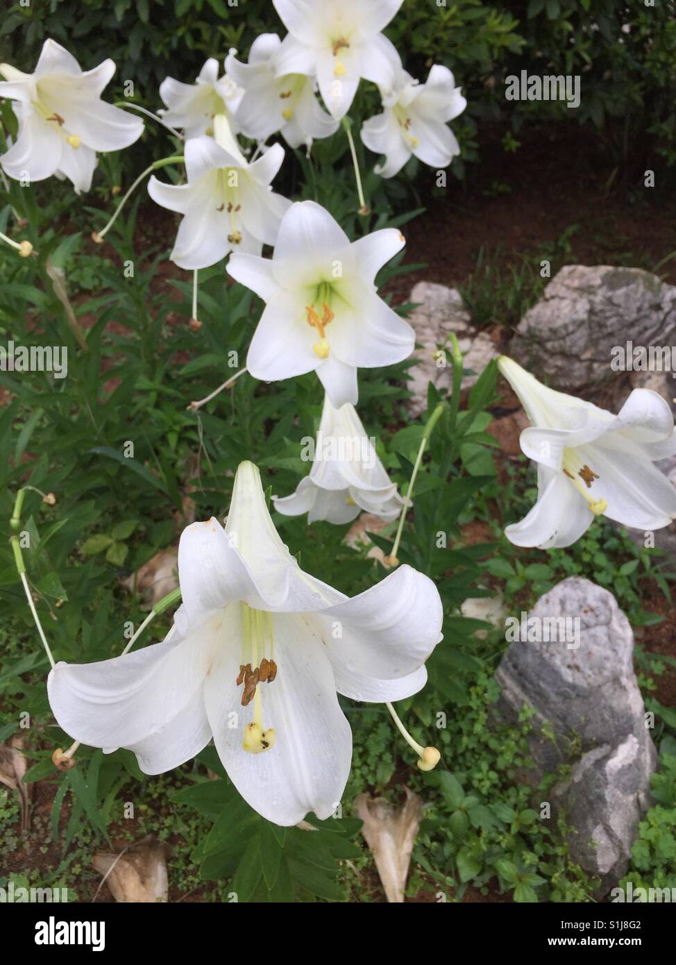 Lilium longiflorum, Lily Blooming Outsides Stock Photo Alamy