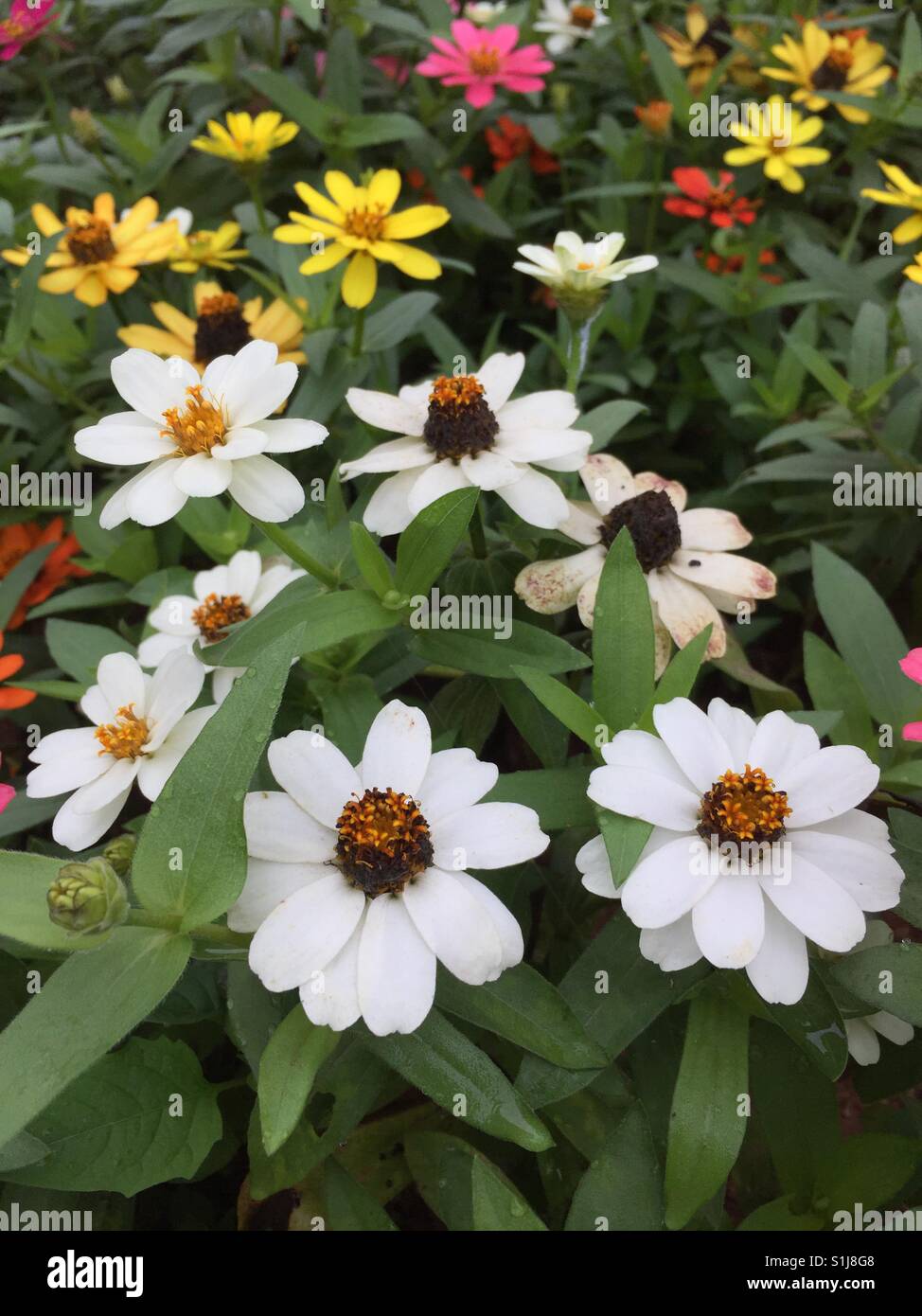 Zinnia elegans Blooming Outsides Stock Photo