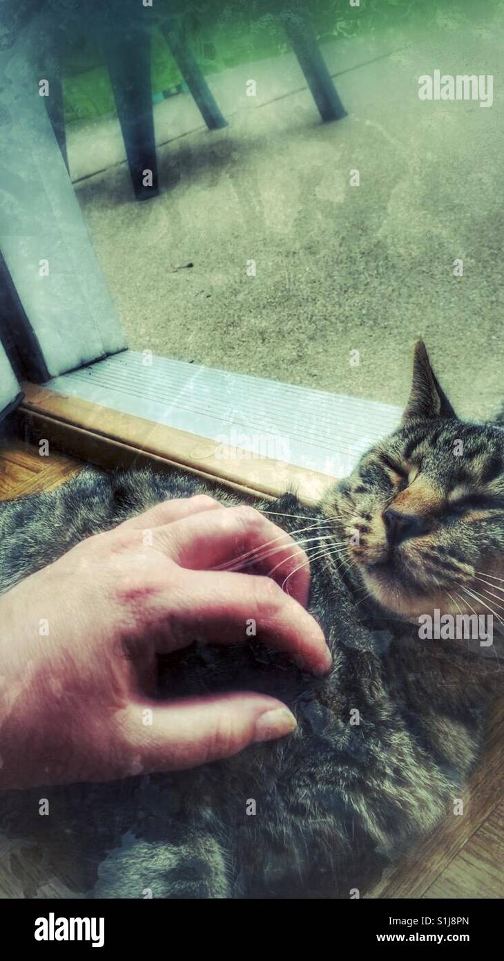 A stray cat learning how to trust the human touch. - Smartphone Captured Stock Image