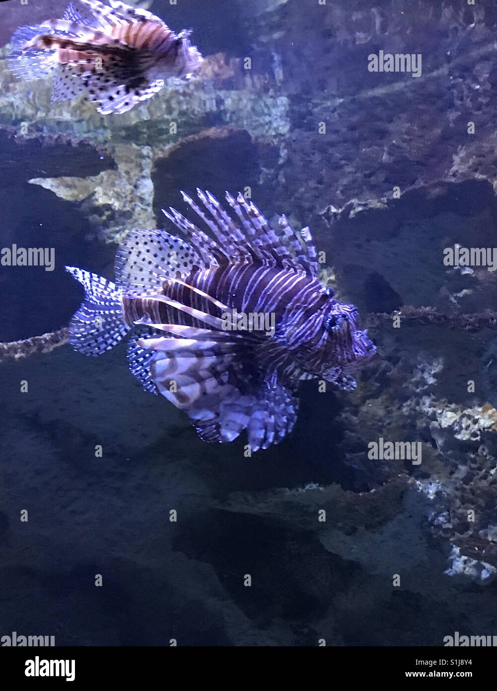 Newport Aquarium Stock Photo Alamy