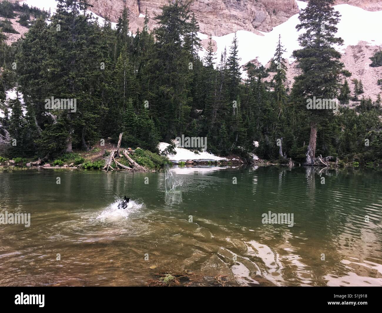 A dog jumps in to swim through and alpine lake. Stock Photo