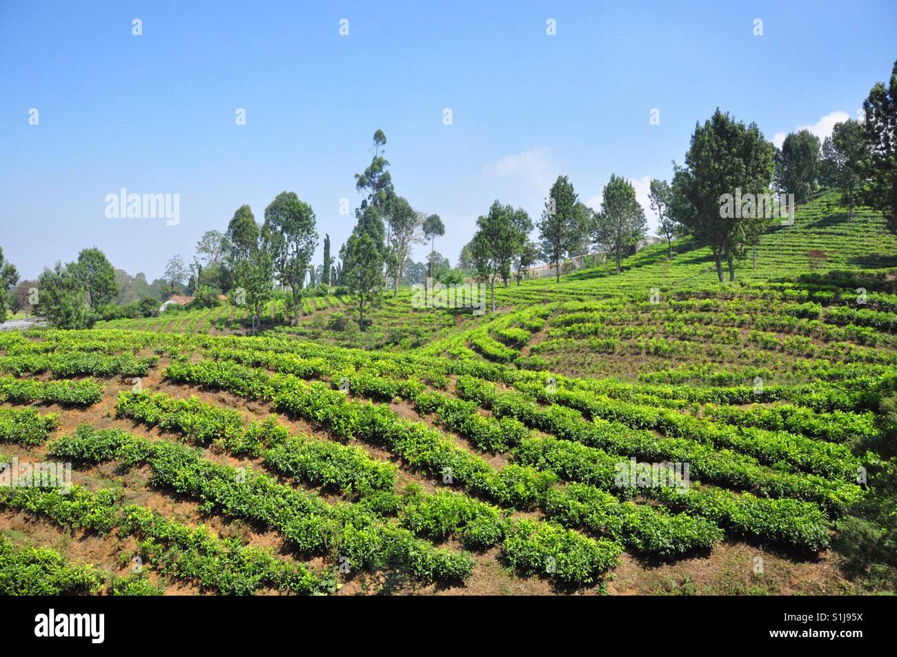 Tea plantation in Bandung, West Java, Indonesia Stock Photo