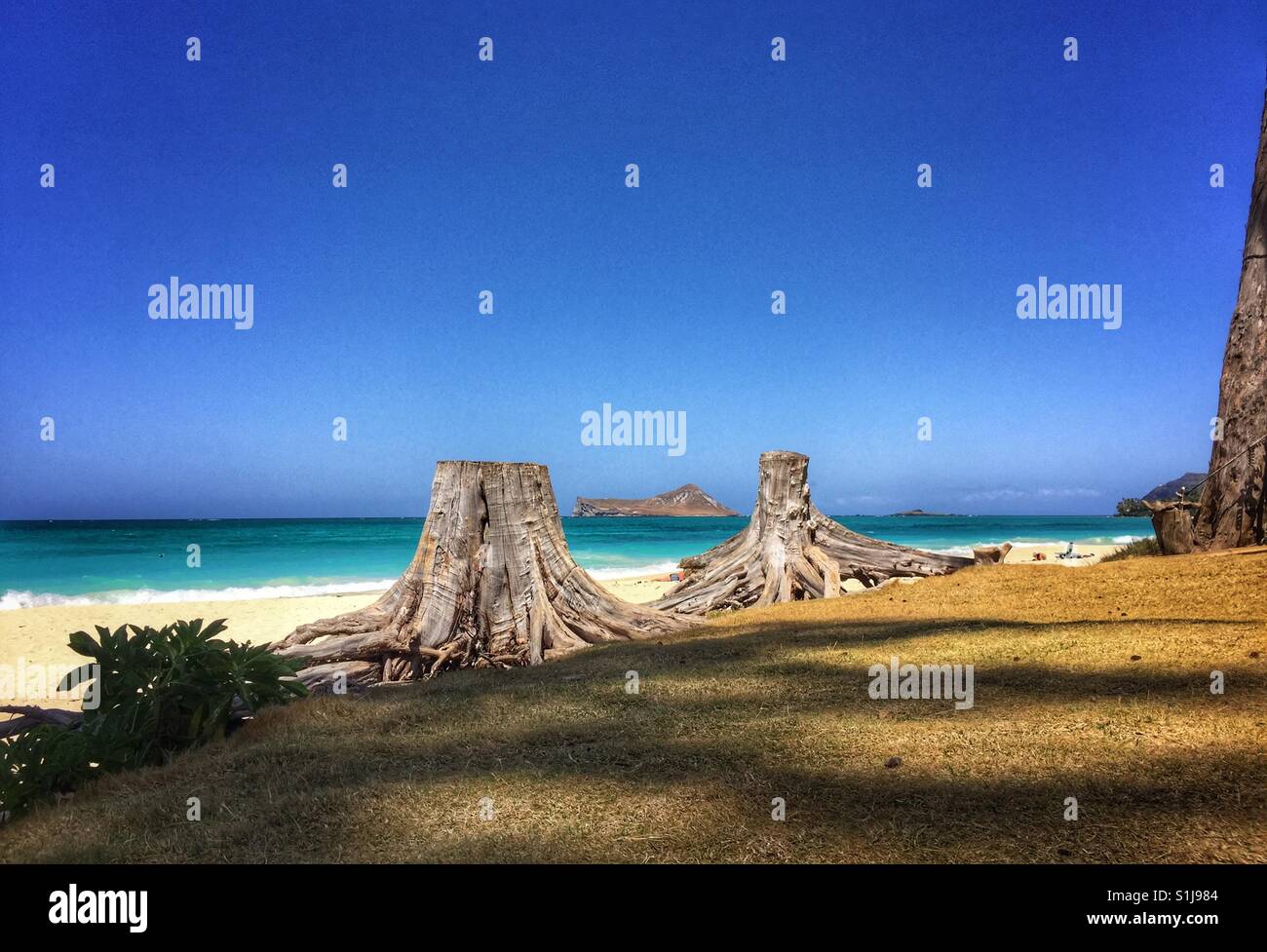 Tree stumps - Smartphone Captured Stock Image