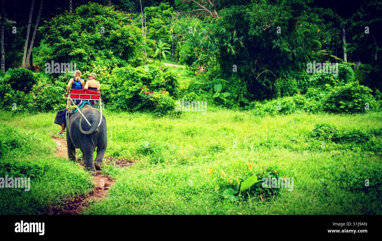 Elephant ride through Jungle in Phuket, Thailand Stock Photo Alamy