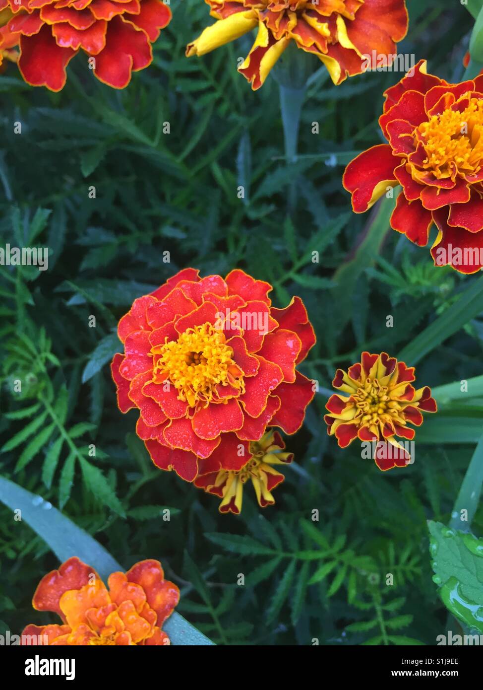 Calendula officinalis L., Calendula, Pot marigold, Common marigold Blooming Outsides - Smartphone Captured Stock Image
