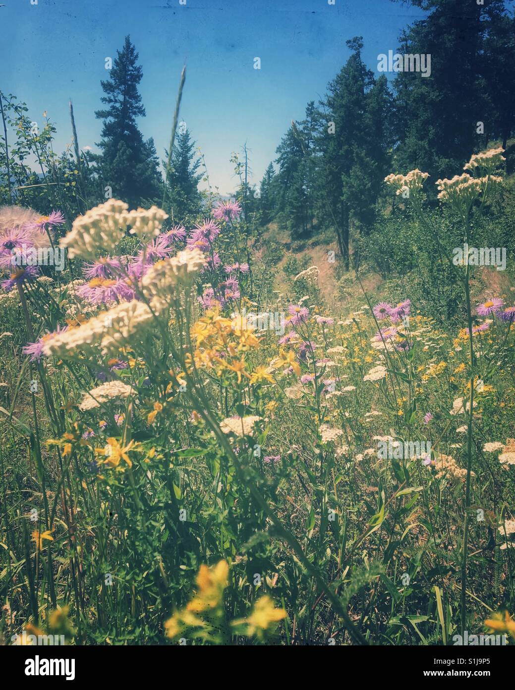 Wildflowers in full bloom at a forest's edge in the Okanagan Valley in British Columbia on an early summer sunny day. Retro edit. - Smartphone Captured Stock Image