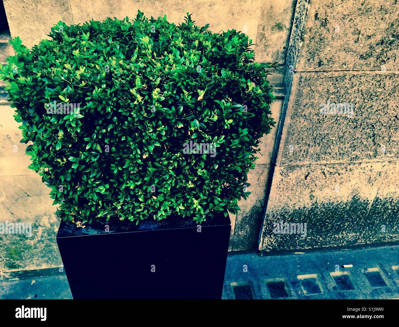 A box plant in a big pot on the street - Smartphone Captured Stock Image