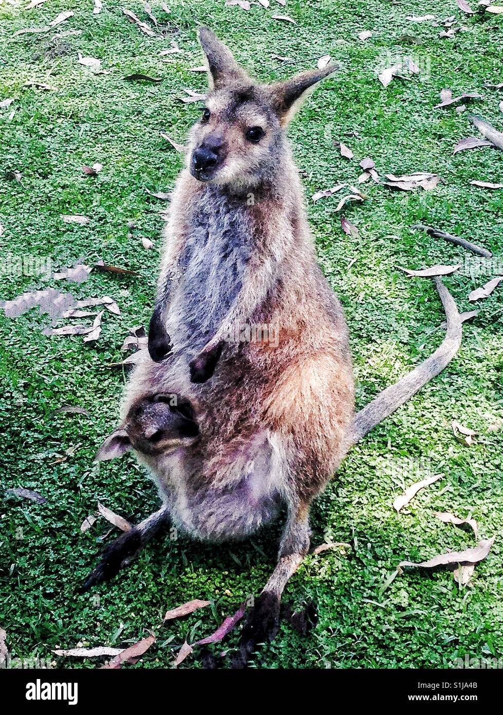 Kangaroo, Australia Stock Photo