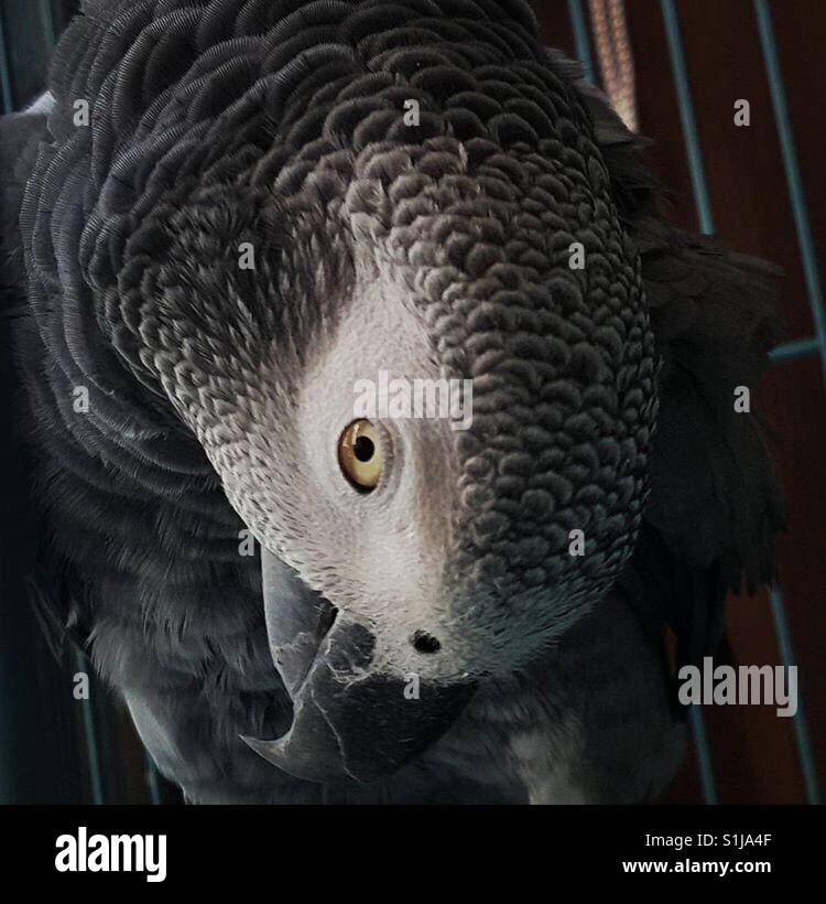 The african grey parrot Stock Photo - Alamy