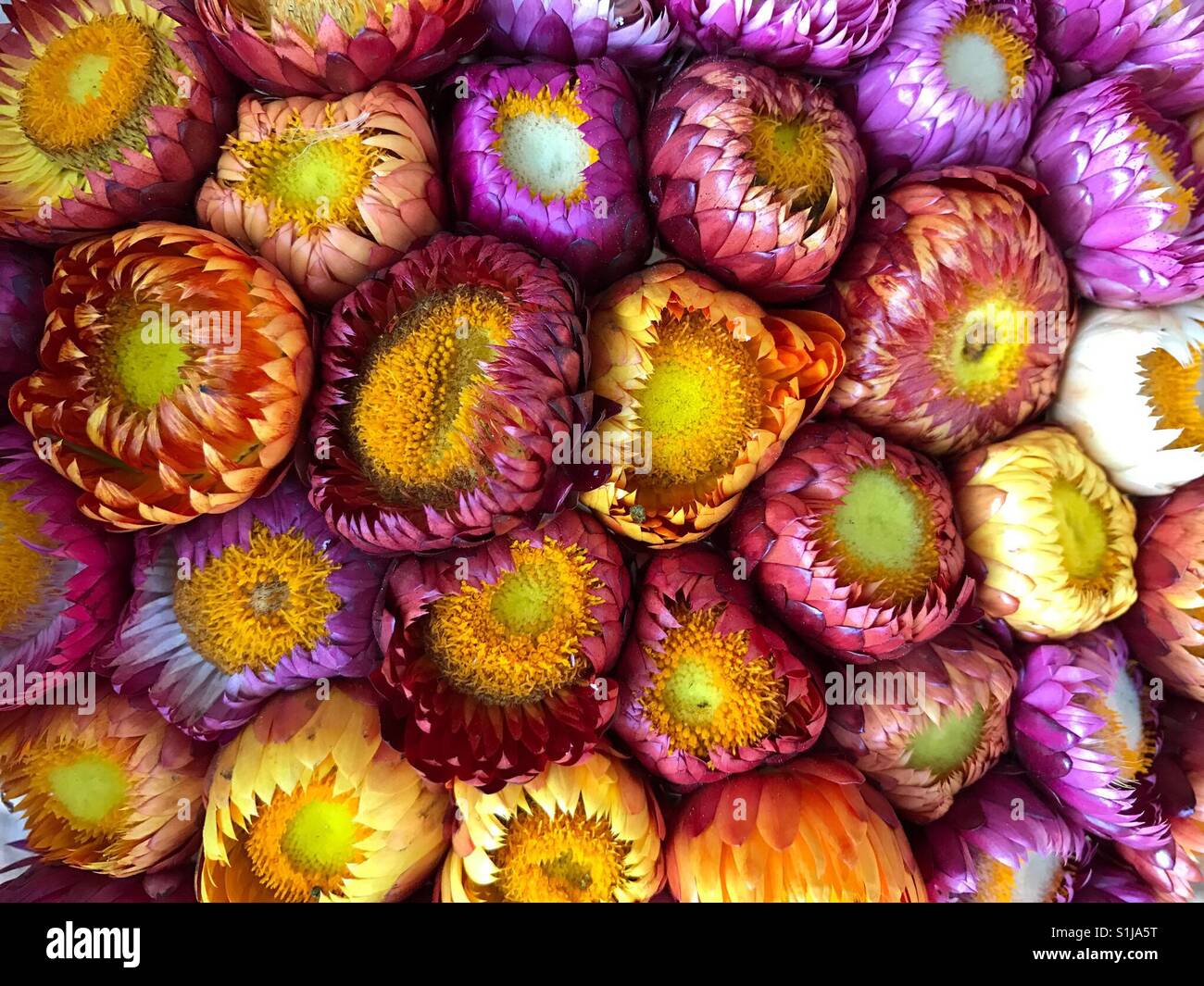 Everlasting straw flower hires stock photography and images Alamy