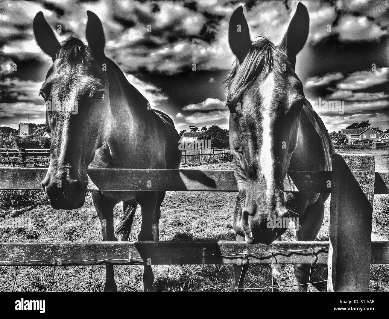 Horses - Smartphone Captured Stock Image