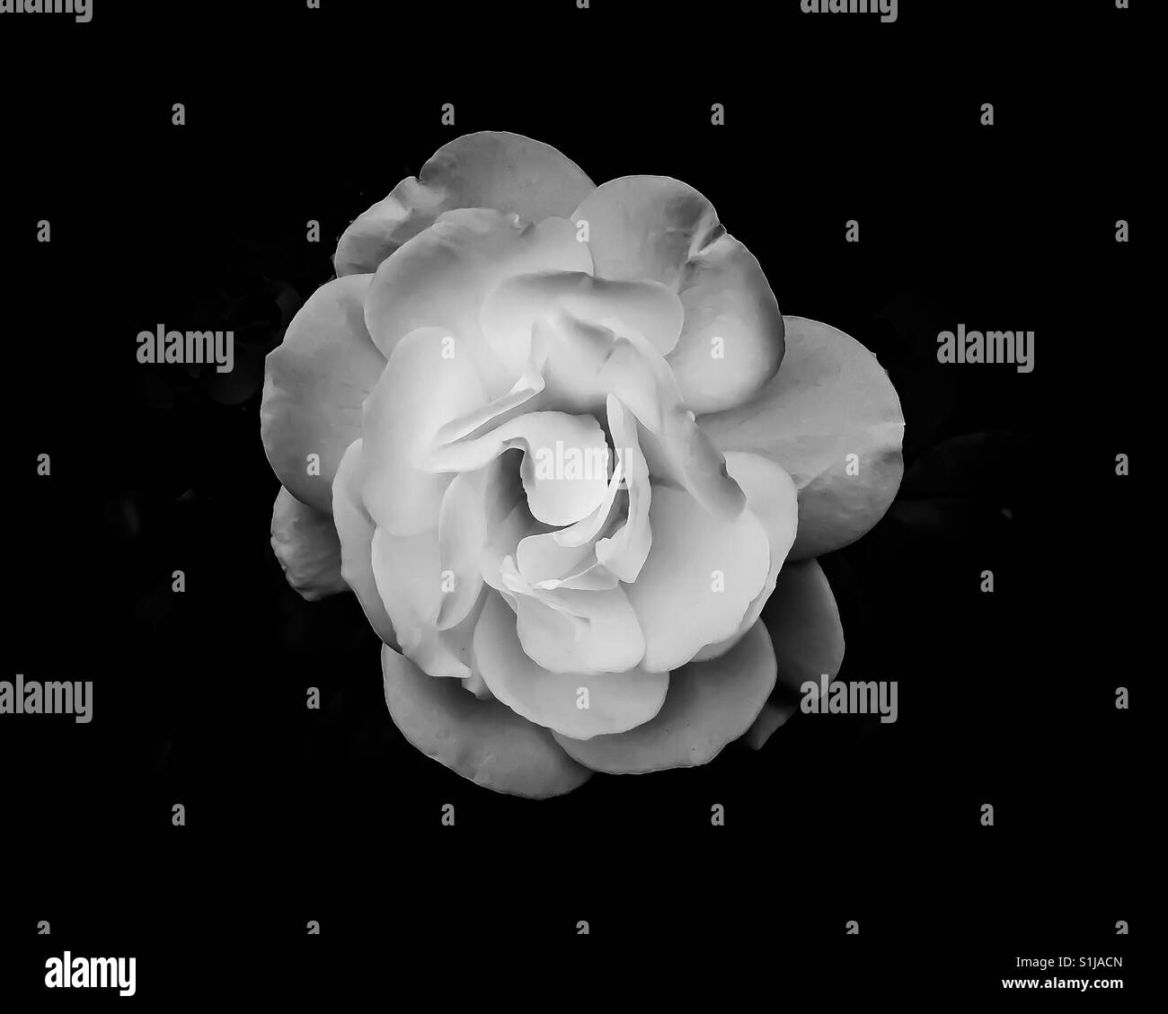 Single white rose - Smartphone Captured Stock Image
