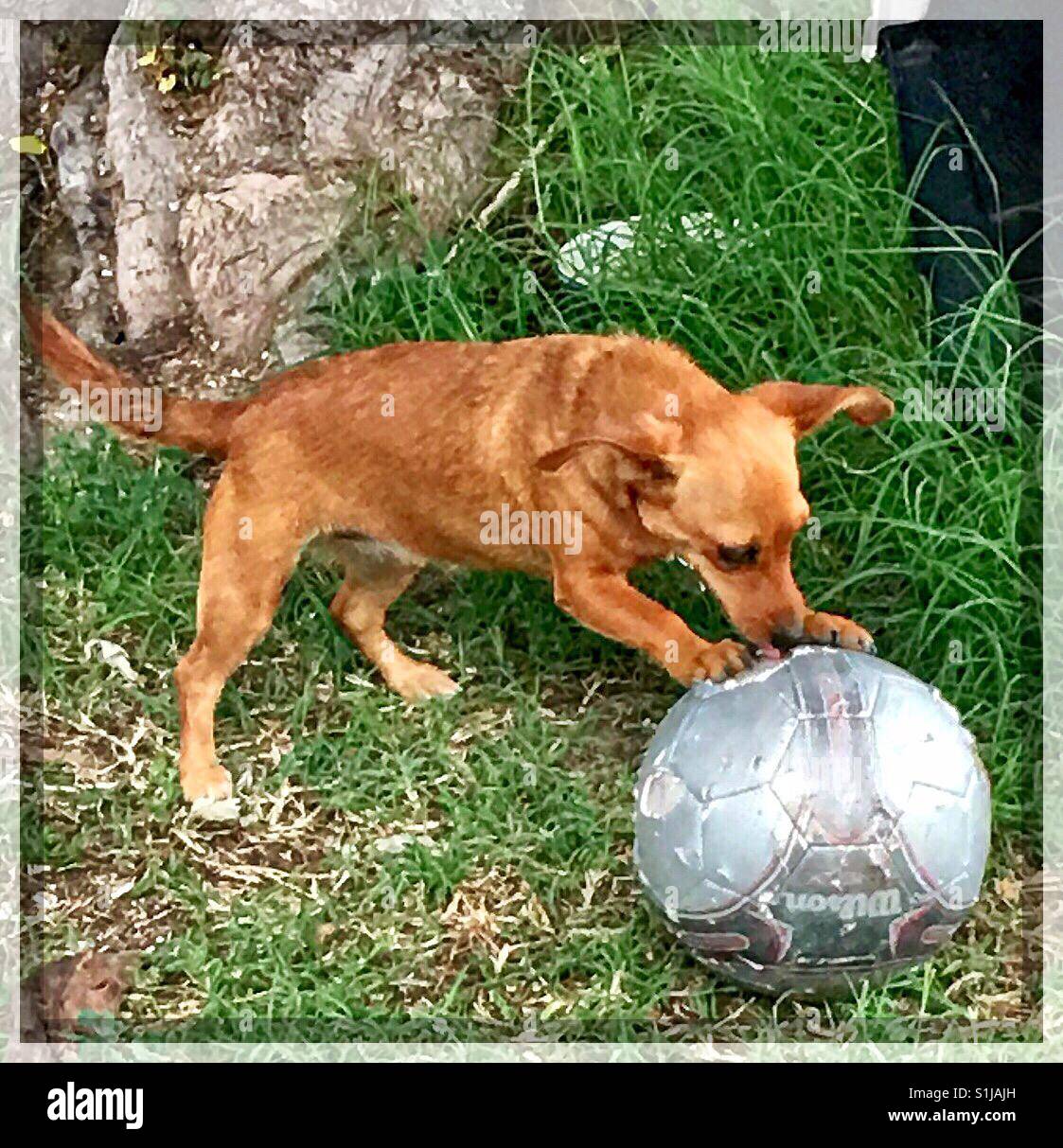 Chihuahua Dachshund Dog High Resolution Stock Photography And Images Alamy
