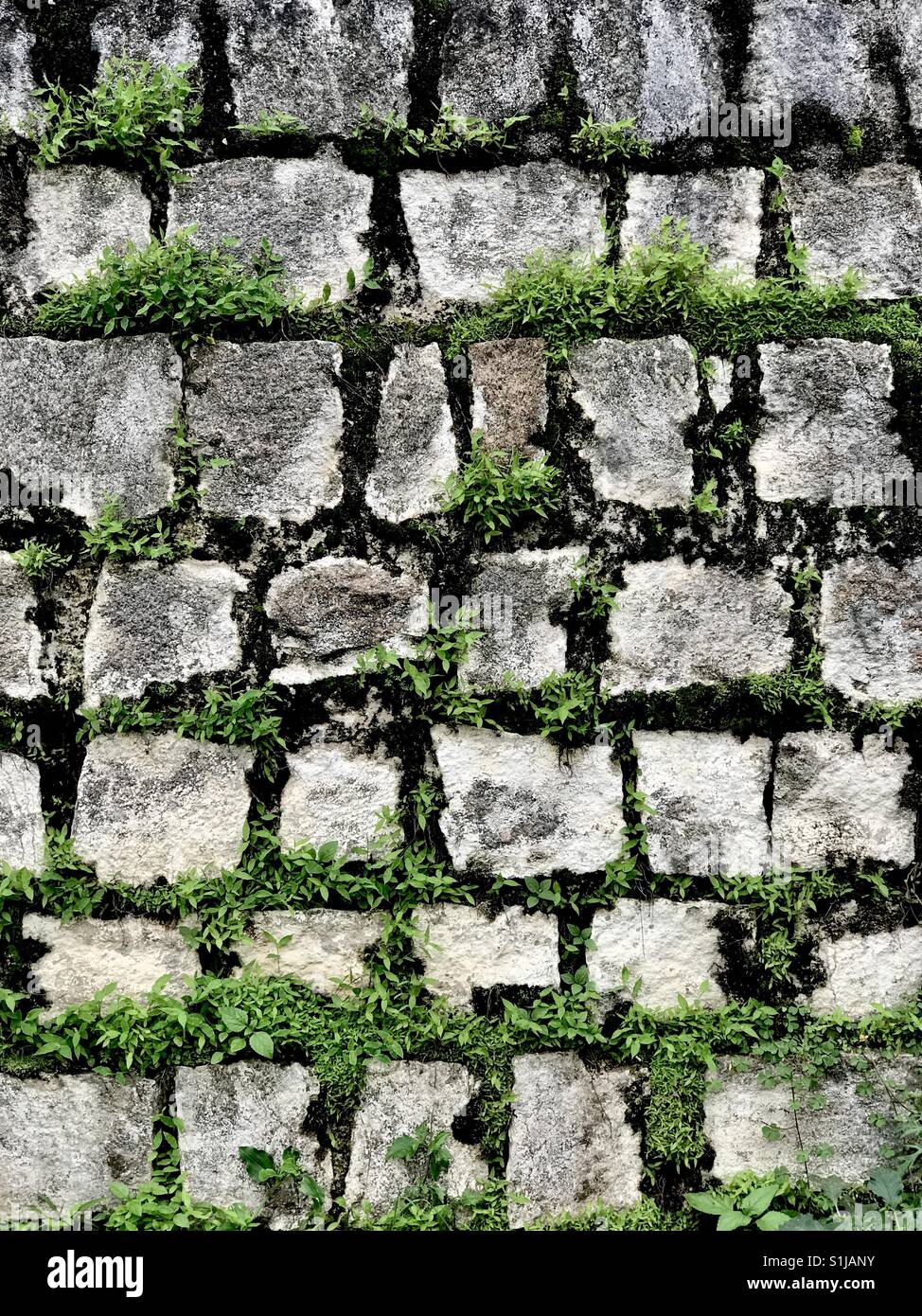 Green humidity hi-res stock photography and images - Alamy