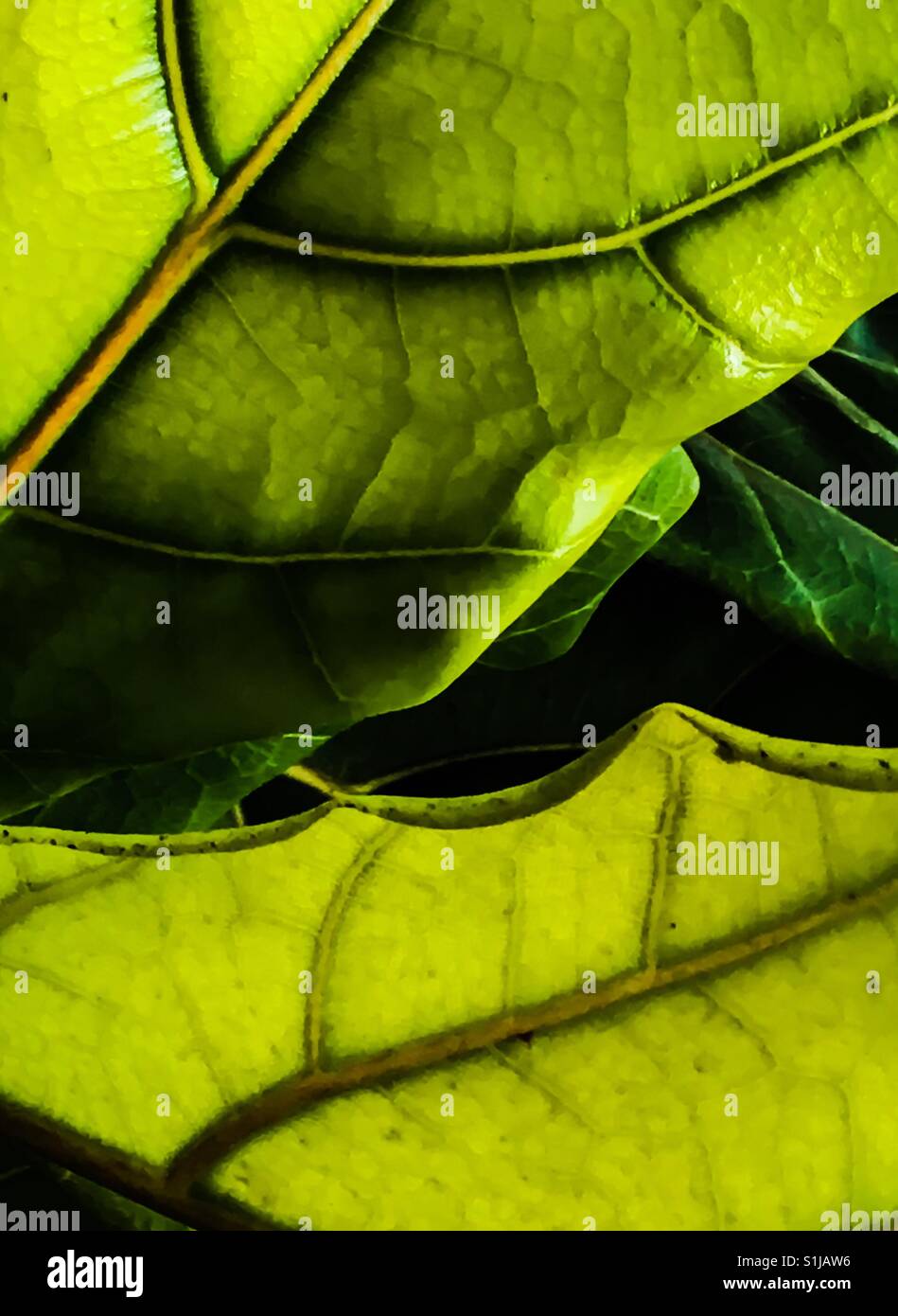 Fig tree leaf hi-res stock photography and images - Alamy